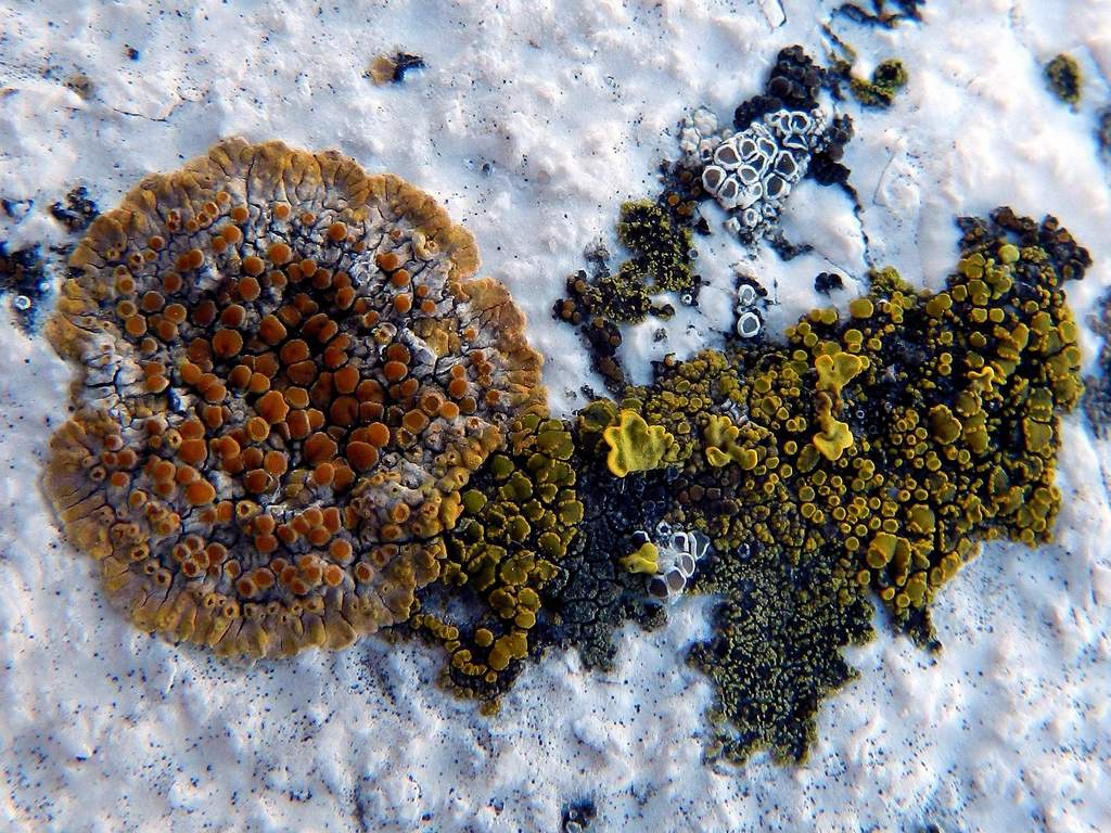 Caloplaca flavescens e &